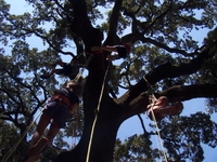 Grimpe d'arbres (accrobranche éco-responsable) à Montpellier