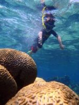 Un milieu sous la mer en Guadeloupe